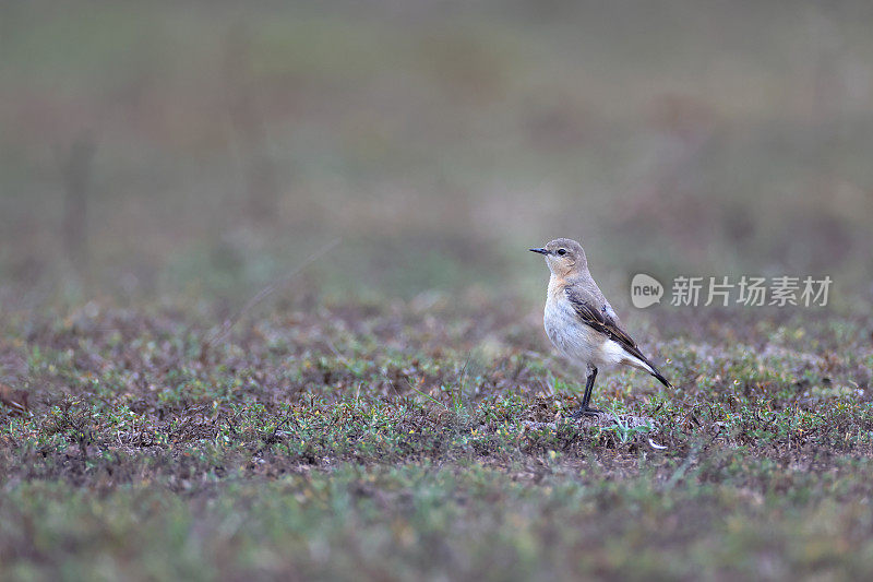 画眉鸟:成年北方麦穗或麦穗(Oenanthe Oenanthe)。